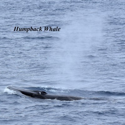 Humpback Whale